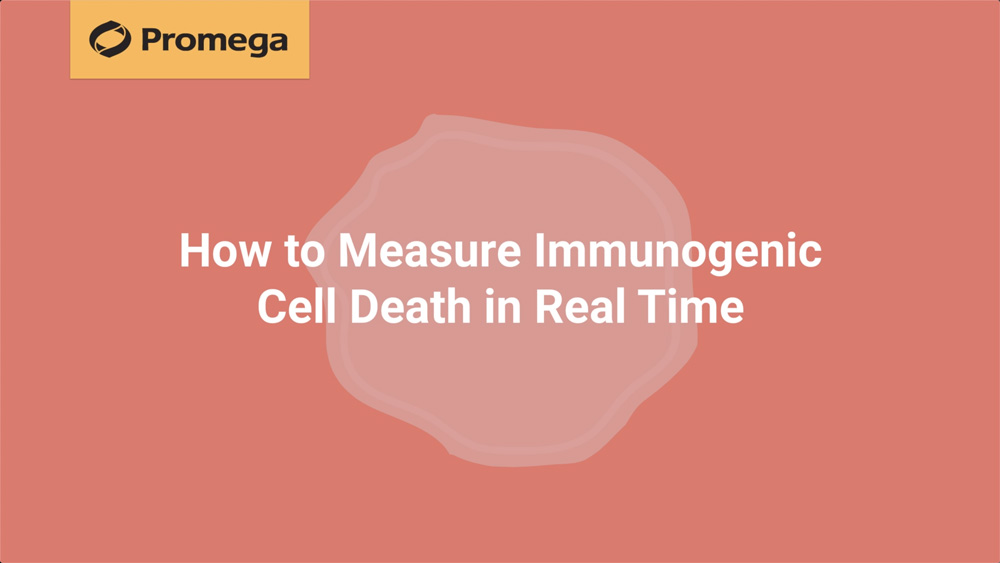 How To Measure Immunogenic Cell Death In Real Time