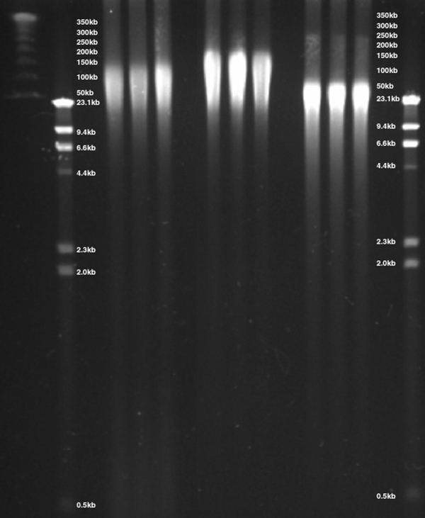 Comparison of DNA isolated using 3 different purification methods