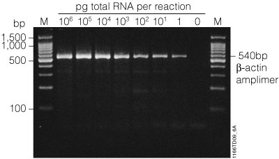 Optimization of amount of input RNA in RT-PCR
