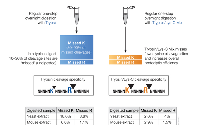 trypsin digestion protocols for mass spec