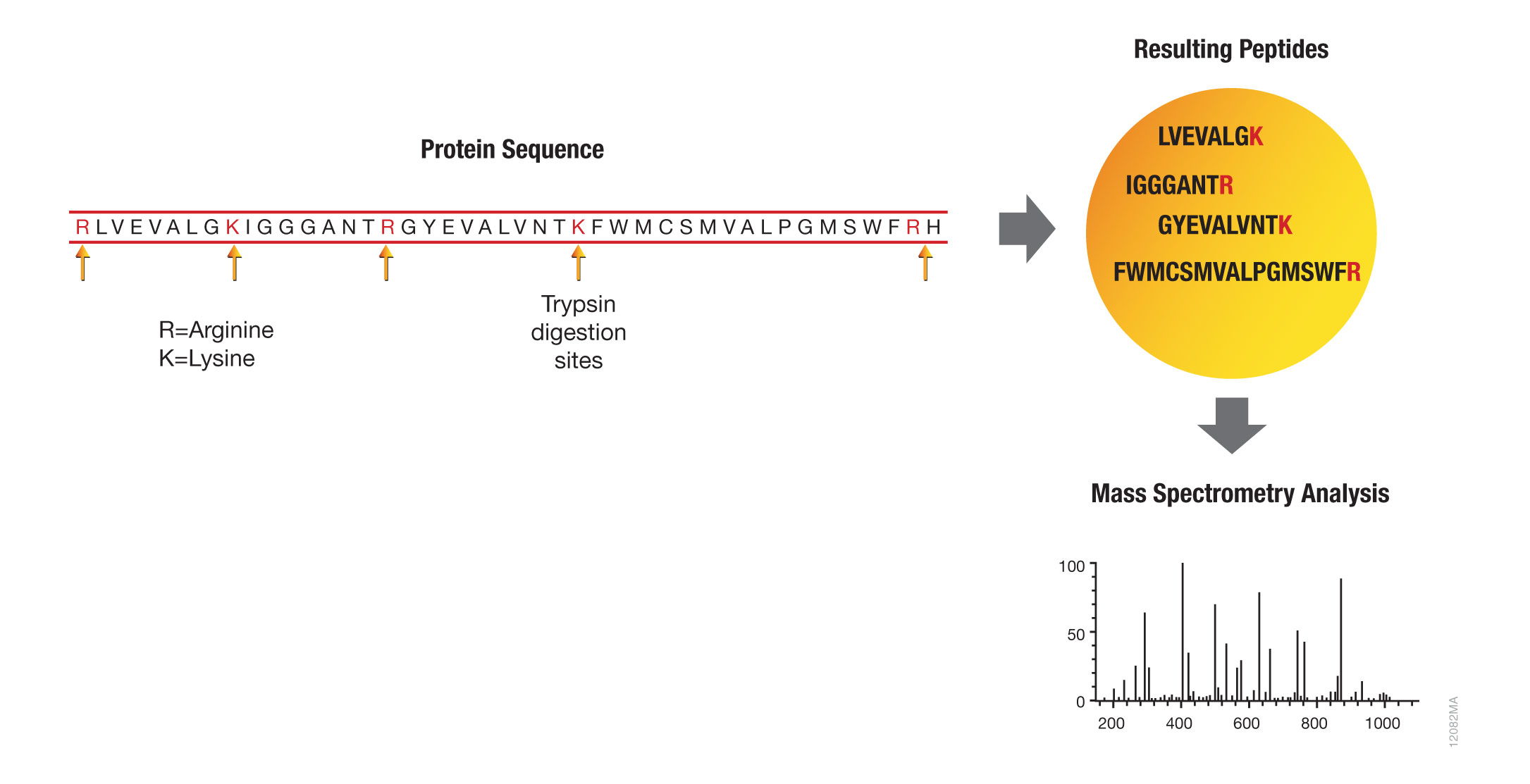 protein analysis with trypsin