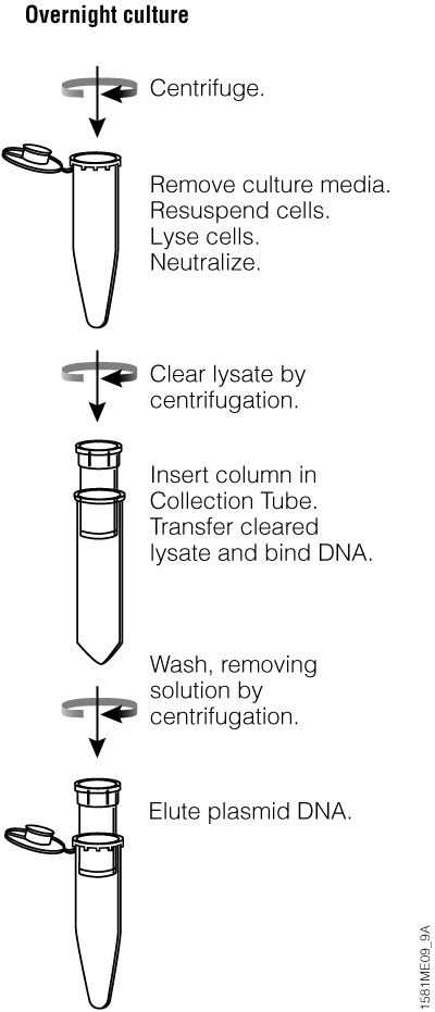 DNA Purification | DNA Extraction Methods | Promega