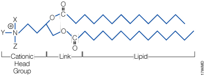 The general structure of a synthetic cationic lipid