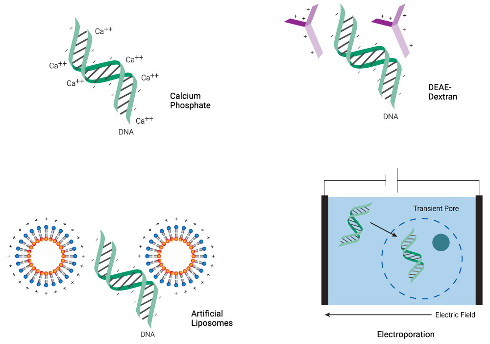 Transfection Guide | Overview Of Transfection Methods | Promega