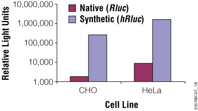 合成的Renilla荧光素酶报告基因在哺乳动物细胞中的表现。