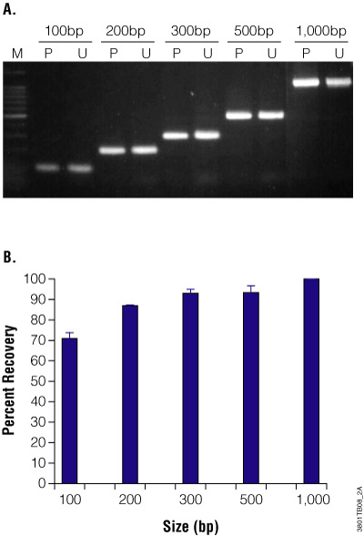 PCR product purification using Wizard SV gel and pcr cleanup system