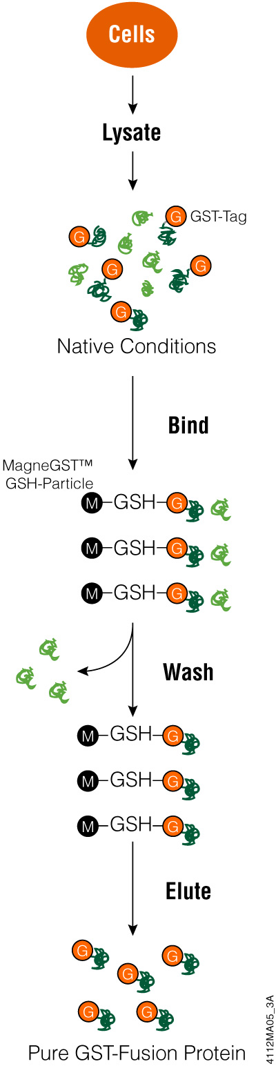 Purifying GST Tagged Proteins on GSH Particles