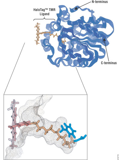 Molecular model of the HaloTag® protein with a covalently bound HaloTag® TMR Ligand.