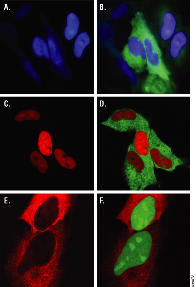 Expression of Monster Green® Fluorescent Protein in HeLa Cells.