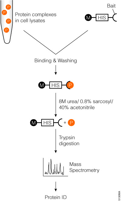 pull down assay with trypsin digestion and mass spec