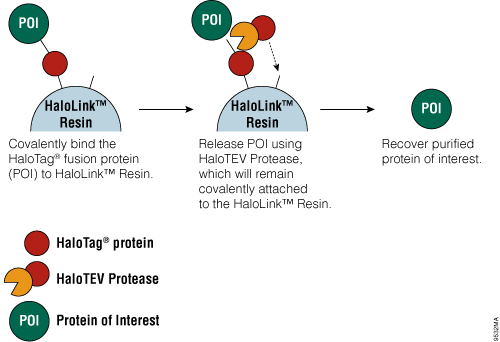 halotag fusion protein purification method