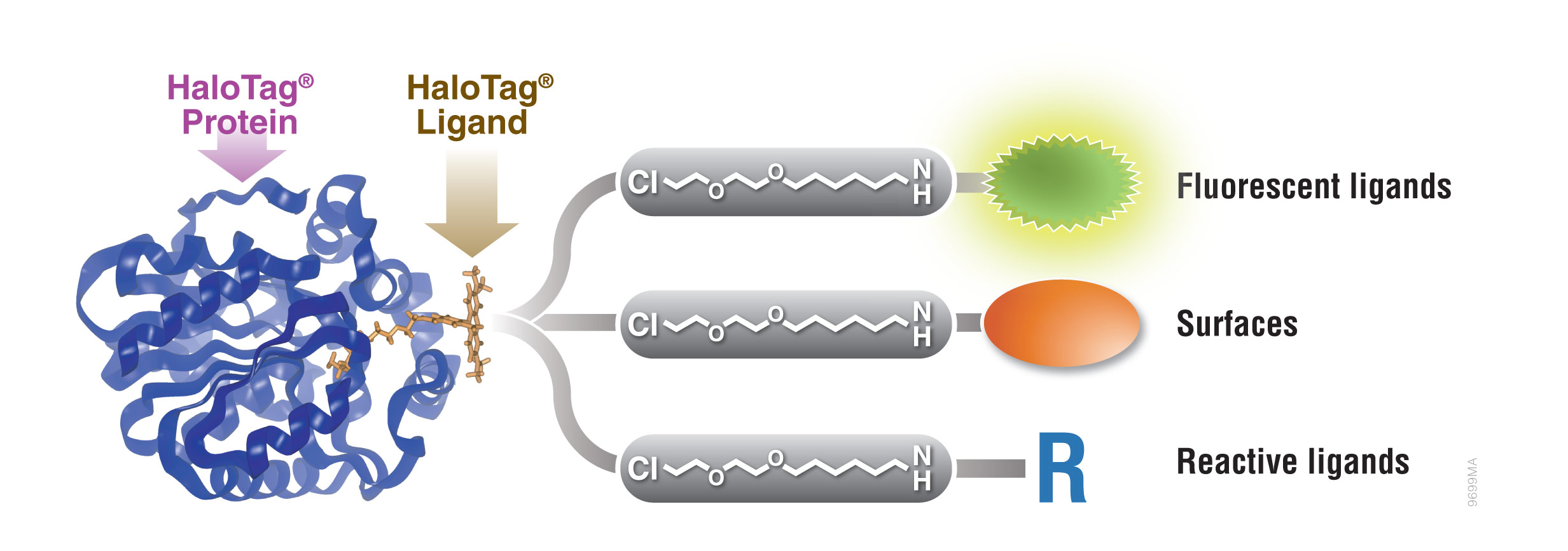 protein labeling with halotag