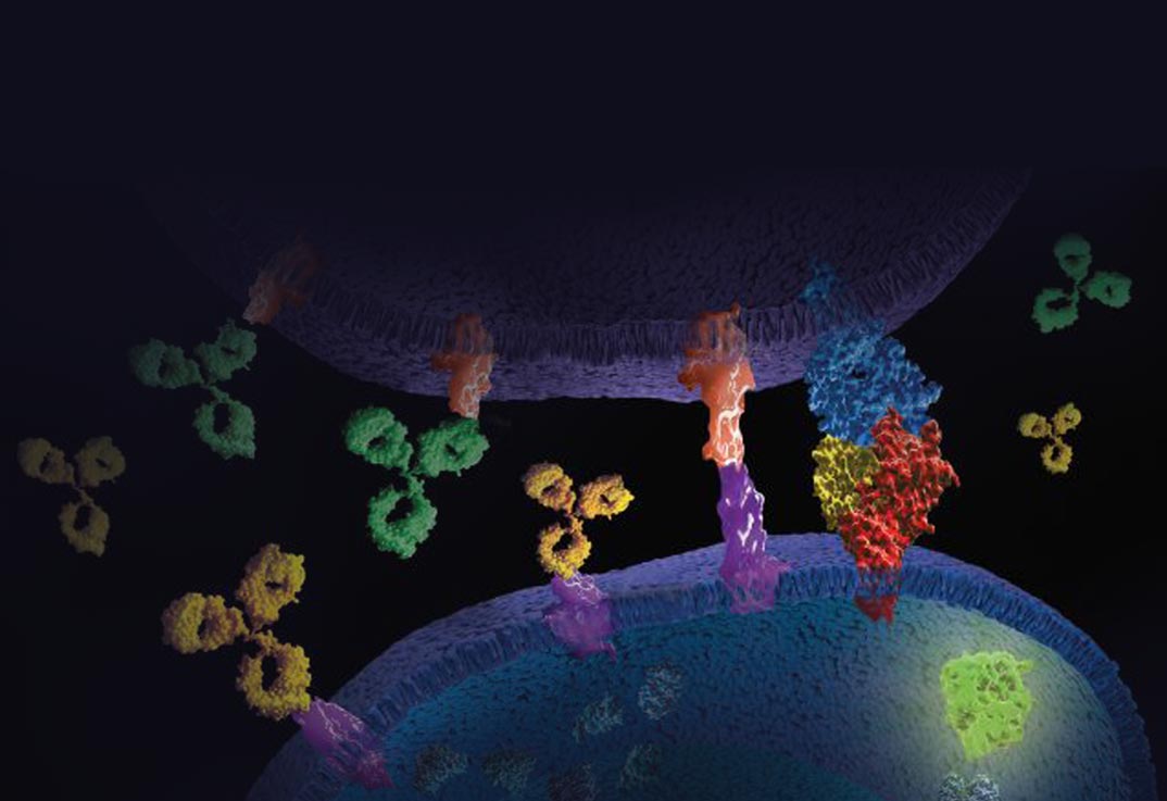 Immune Checkpoint Bioassays