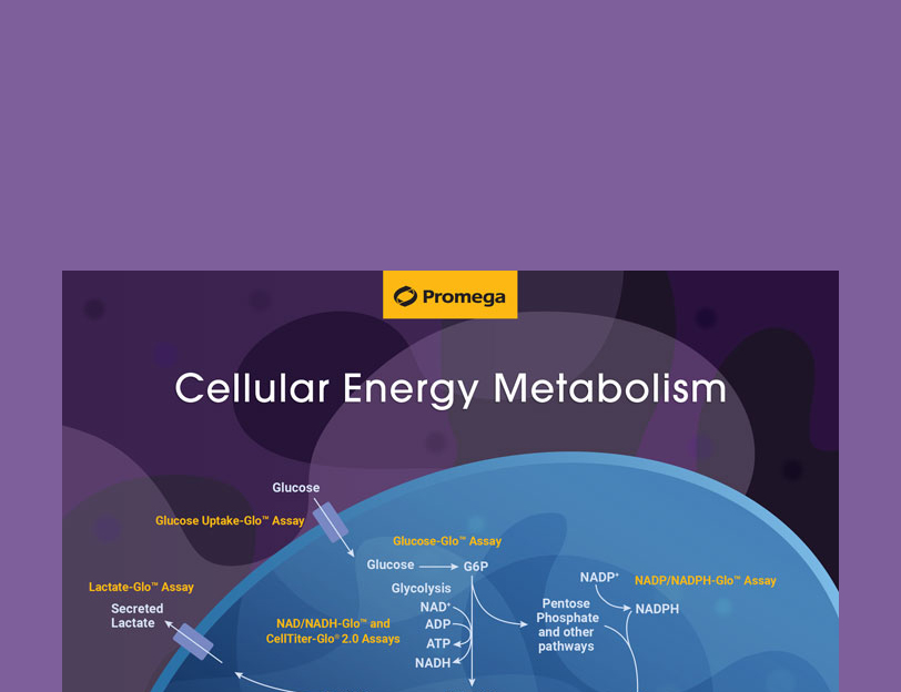 Cellular Energy Metabolism Assays