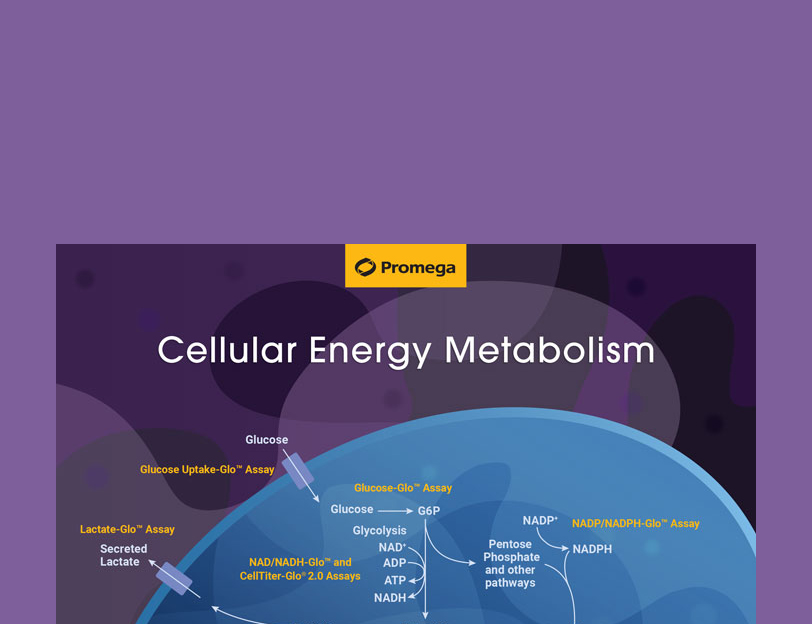 rr-energy-metabolism-wall-chart