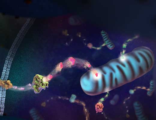 Cellular Energy Metabolism Assays