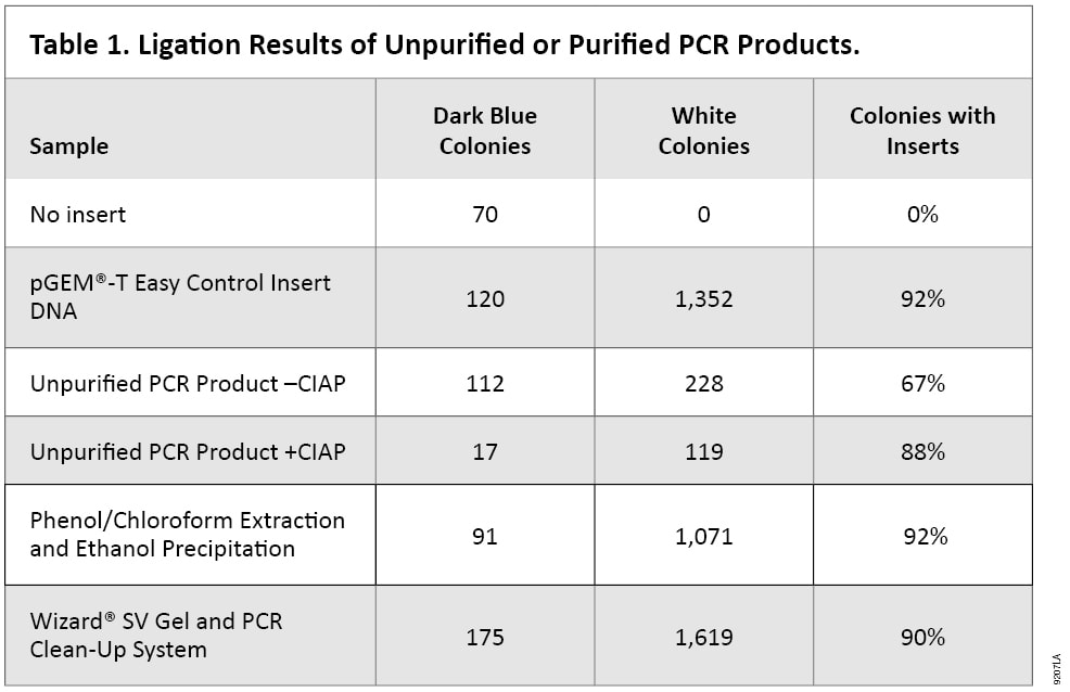 Ligation results of unpurified or purified PCR products