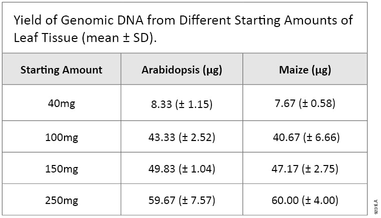 Yield of Genomic DNA from different Starting Amounts of Leaf Tissue