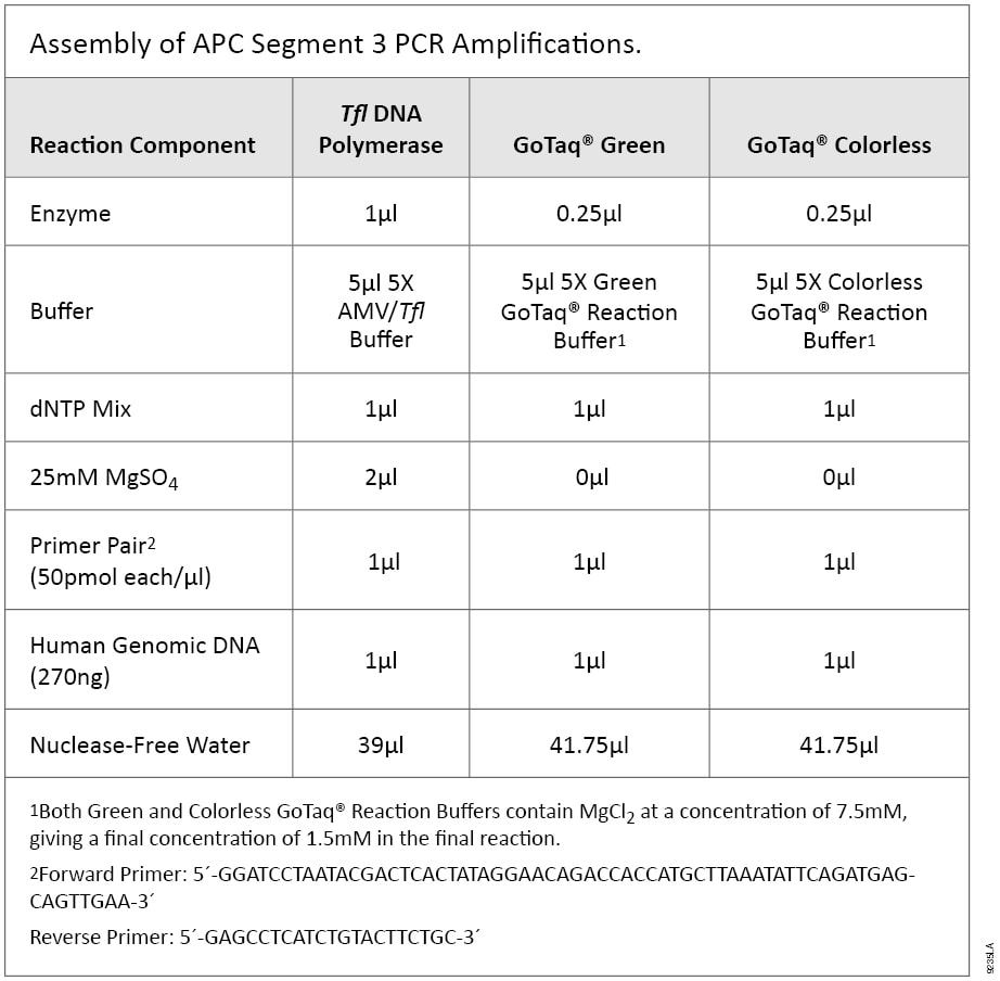 Assembly of APC Segment 3 PCR Amplifications.