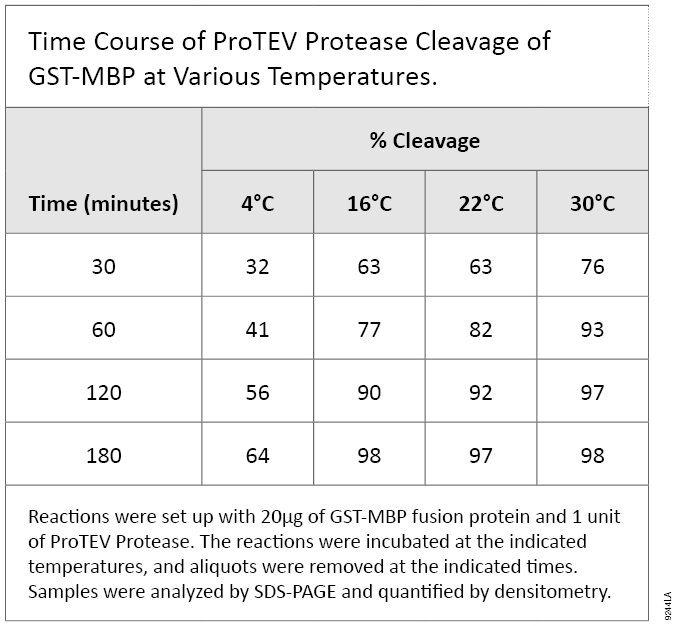 Cleavage of GST-MBP at various Temperatures. Reactions were set up with 20micrograms of GST-MPB fusion protein and 1 unit of ProTEV Protease. The reactions were incubated at the indicated temperatures, and aliquots were removed at the indicated times. Samples were analyzed by SDS-PAGE and quantified by densitometry.