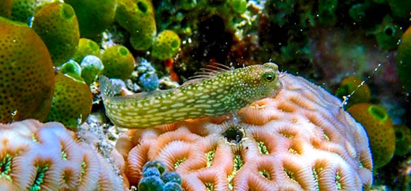 珊瑚生态系统的复苏与恢复