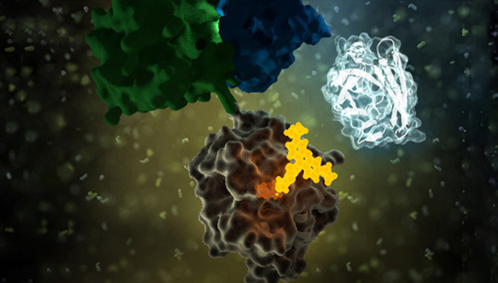 GPCR Beta-arrestin research using NanoLuc