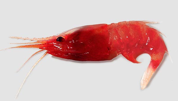 nanoluctechnologysupage-imaging-shrimp
